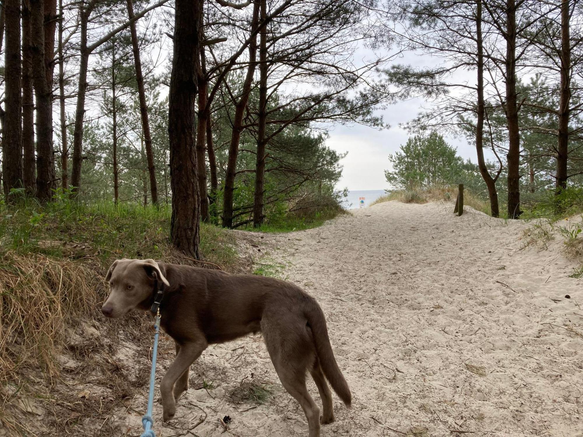 Reet Am Strand Mit Hund Karlshagen Kültér fotó