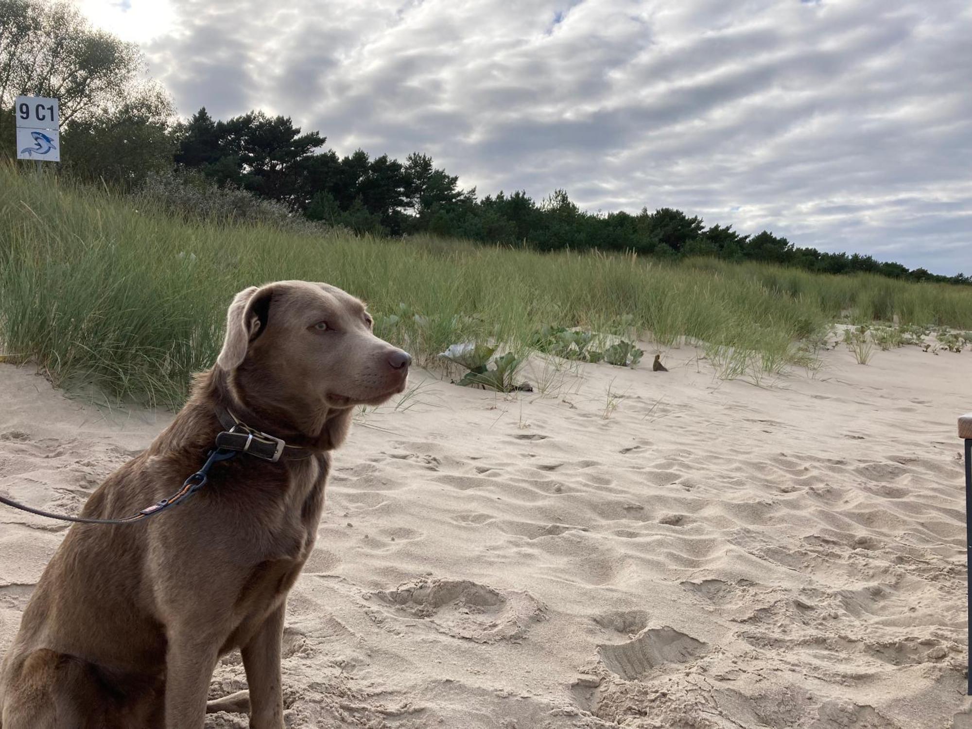 Reet Am Strand Mit Hund Karlshagen Kültér fotó