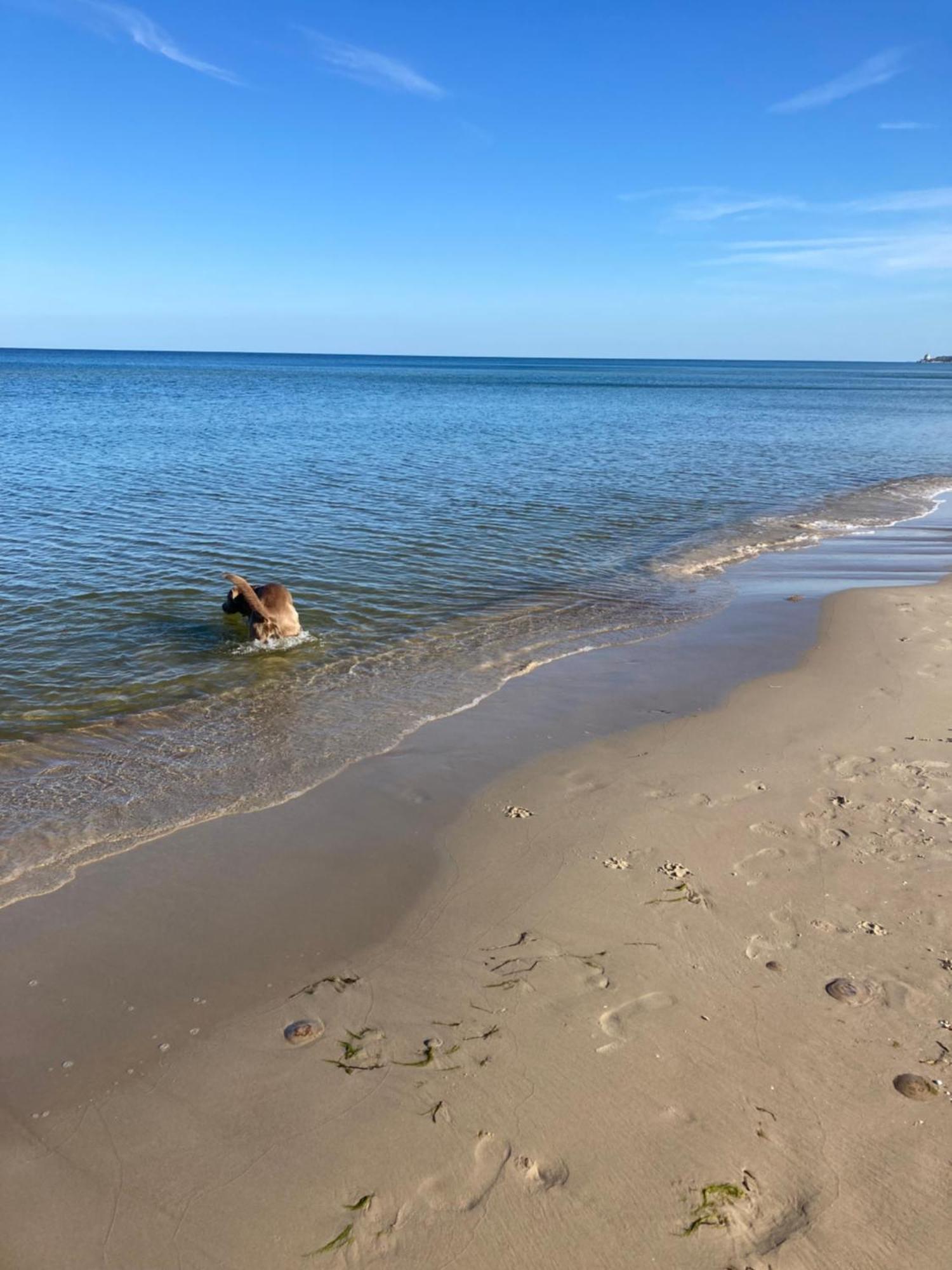 Reet Am Strand Mit Hund Karlshagen Kültér fotó