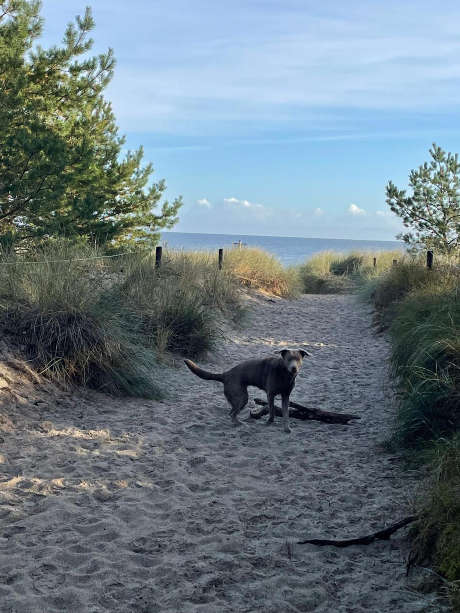 Reet Am Strand Mit Hund Karlshagen Kültér fotó